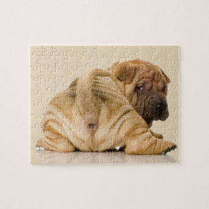 Puzzle Chiot de Shar-pei de Chinois
