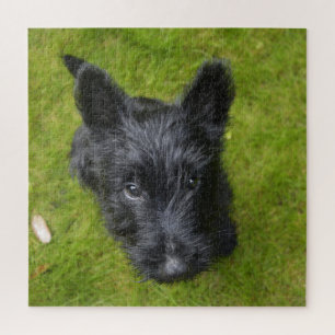Puzzle Chiot de Terrier écossais mignon