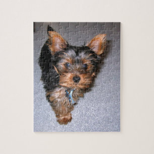 Puzzle chiot de yorkshire terrier