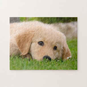 Puzzle Chiot mignon de golden retriever rêvant, jeu 11x14
