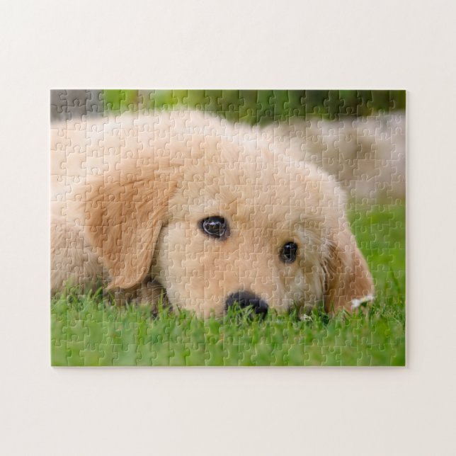 Puzzle Chiot mignon de golden retriever rêvant, jeu 11x14 (Horizontal)