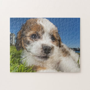 Puzzle Chiot mignon (Shitzu)