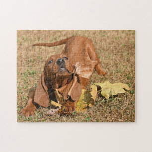 Puzzle Chiot Redonhound Jouant Avec Des Feuilles