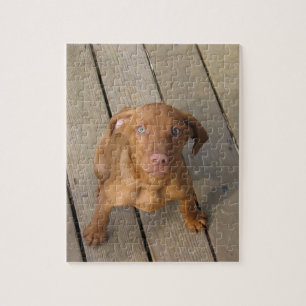 Puzzle chiot vizsla