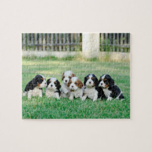 Puzzle Chiots Cavalier King Charles Spaniel
