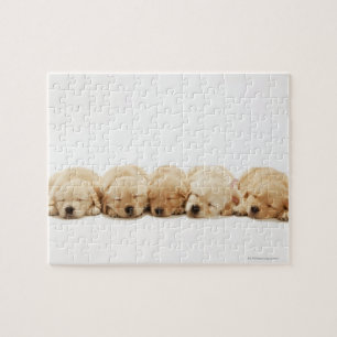 Puzzle Chiots de golden retriever