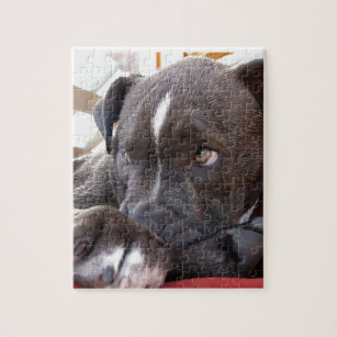 Puzzles Chien Nez Zazzle Fr