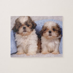 Puzzle Chiots de Shih Tzu sous une couverture vérifiée