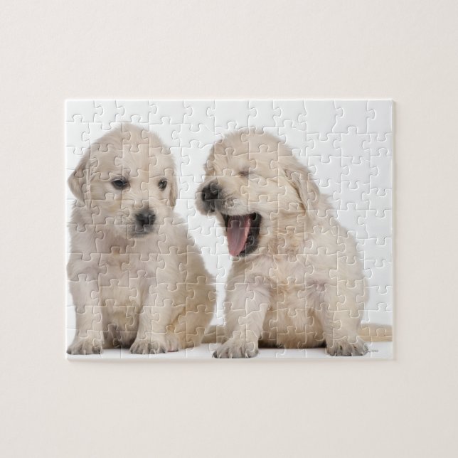 Puzzle Chiots Golden Retriever (4 semaines) (Horizontal)