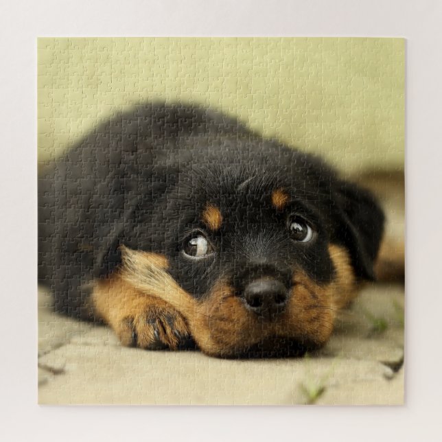 Puzzle Chiots Rottweiler Adorables (Vertical)