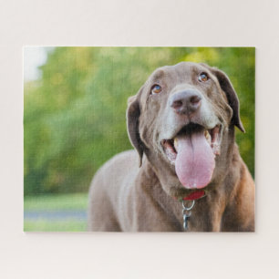 Puzzle Chocolate Labrador Dog
