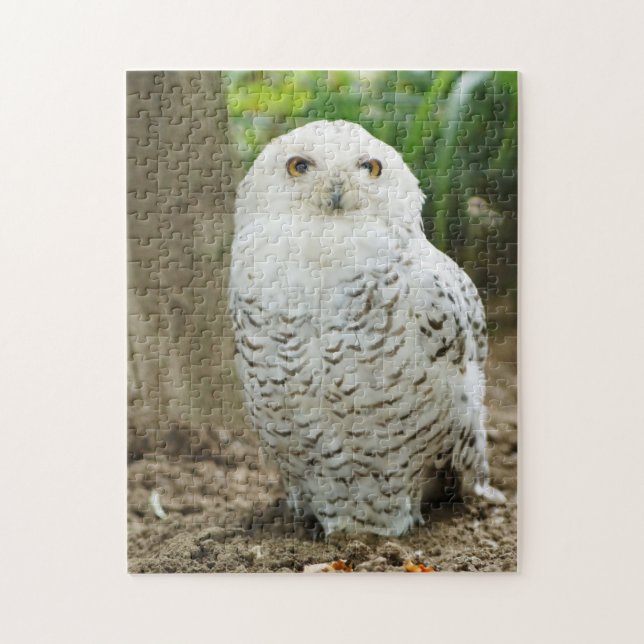 Puzzle Chouette aux yeux croisés oiseau de proie (Vertical)