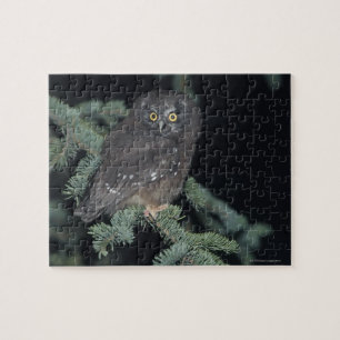 Puzzle Chouette boréale sur branche