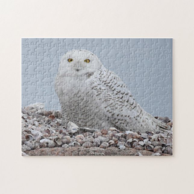 Puzzle Chouette des neiges sur coquilles (Horizontal)