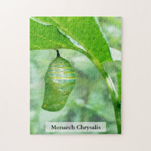 Puzzle Chrysalide de papillon monarque stade de durcissem