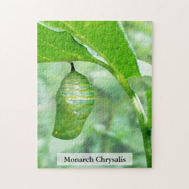 Puzzle Chrysalide de papillon monarque stade de durcissem (Vertical)