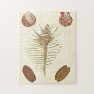 Puzzle Cinq d'un coquillage