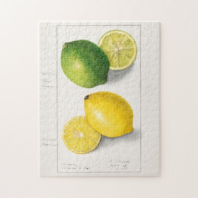 Puzzle Citrons (Citrus Limon) Aquarelle de fruit Peinture (Vertical)