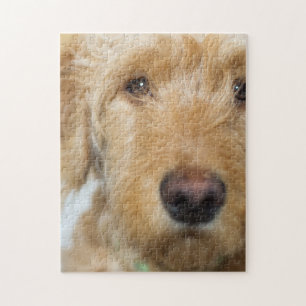 Puzzle Closeup de Goldendoodle
