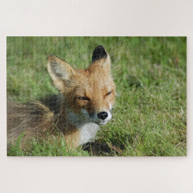 Puzzle Closeup Fox, Brooks Falls Alaska (Horizontal)