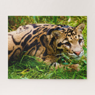 Puzzle Clouded Leopard Big Cat's.