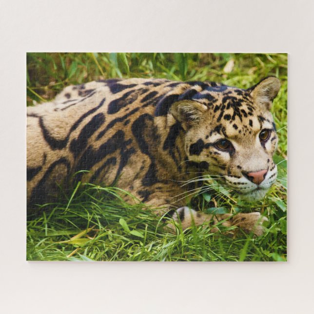 Puzzle Clouded Leopard Big Cat's. (Horizontal)