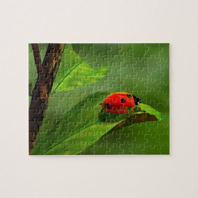 Puzzle Coccinelle (Horizontal)