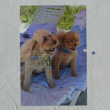 Cockapo Chiens Plage Tropicale Famille Vacances Ph