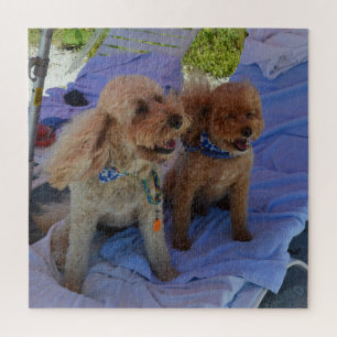 Puzzle Cockapoo Dogs Profitez Des Vacances Sur La Plage P