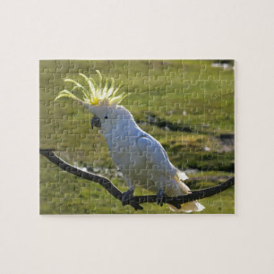 Puzzle Cockatoo à pois de soufre jaune australien