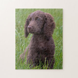 Puzzle Cocker Spaniel