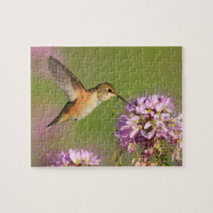 Puzzle Colibri