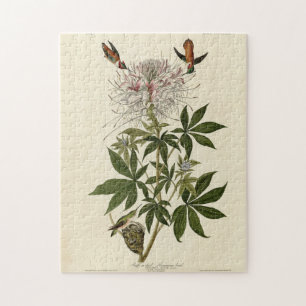 Puzzle Colibri à col roux, Audubon Birds of America