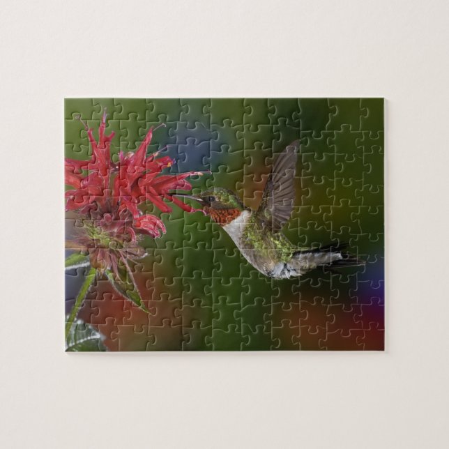 Puzzle Colibri à gorge rubis mâle (Horizontal)