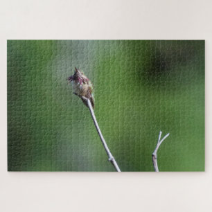 Puzzle Colibri Calliope