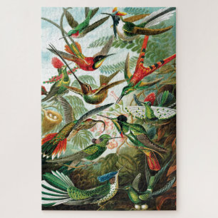 Puzzle Colibri par Ernst Haeckel