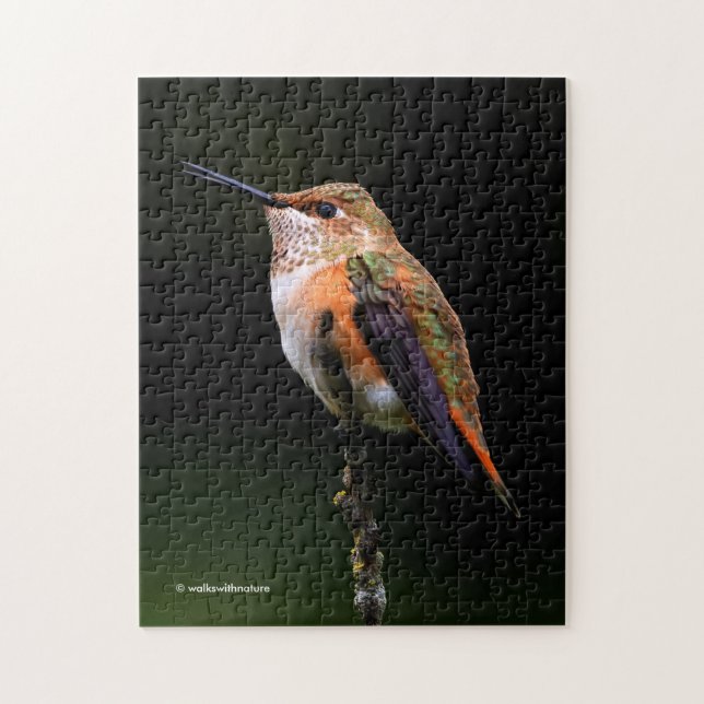 Puzzle Colibri roux mignon sur arbre fruitier (Vertical)