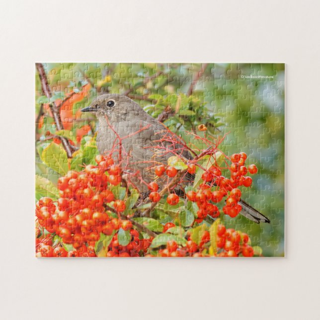 Puzzle Colibri solitaire de Townsend sur la Pyracantha (Horizontal)