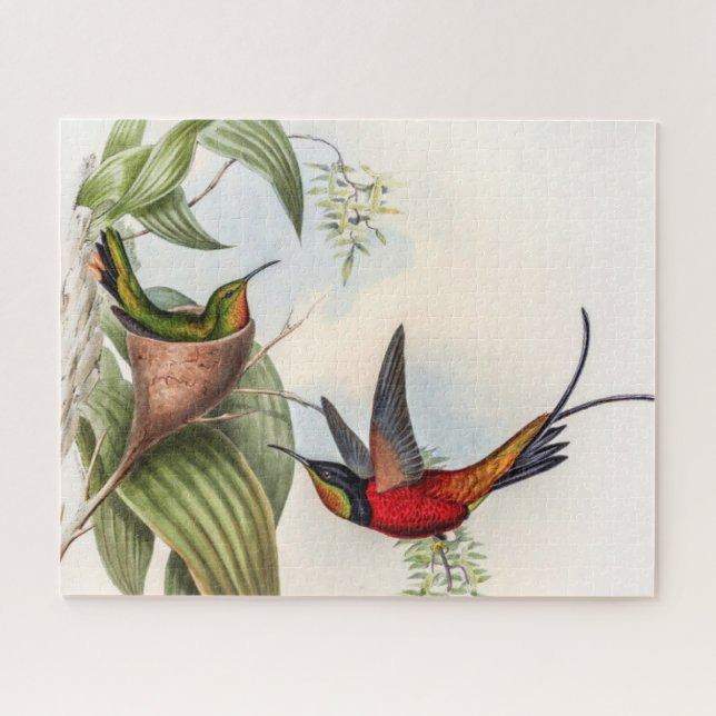Puzzle Colibri vintage par John Gould (Horizontal)
