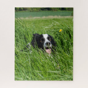 Puzzle Colley noir et blanc dans l'herbe