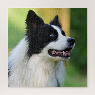 Puzzle Collie Chien noir et blanc