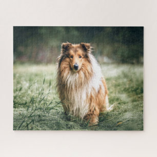 Puzzle Collie dans le Comté de Rough