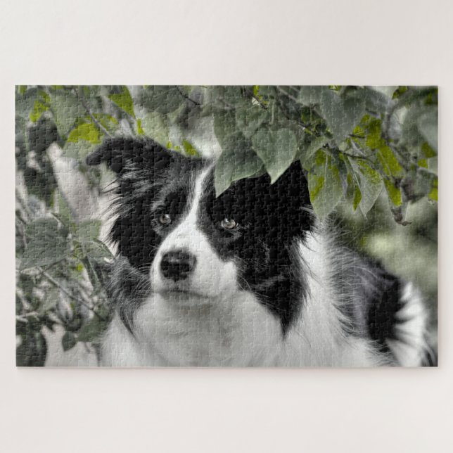 Puzzle Collie de Border Woodland 1014 pièces (Horizontal)