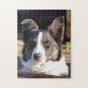 PUZZLE COLLIE FRONTALIÈRE