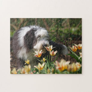 Puzzle Collie hérissée au printemps