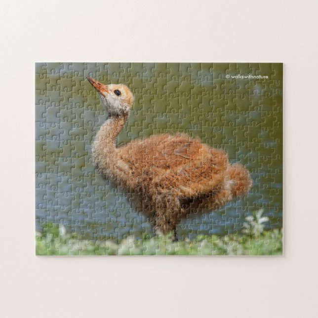 Puzzle Colt de grues de Sandhill (Horizontal)