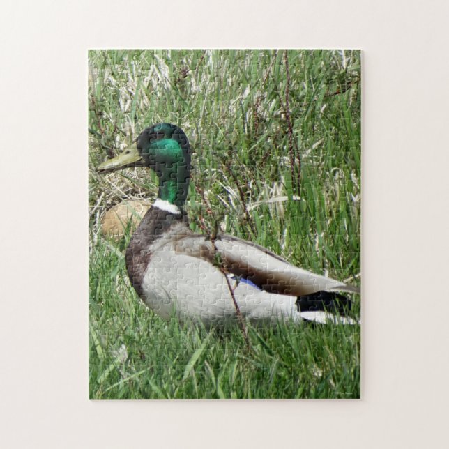 Puzzle Colvert mâle B55 Canard colvert dans l'herbe (Vertical)