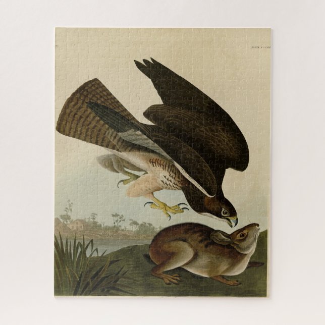 Puzzle Common Buzzard - d'Audubon's Birds of America (Vertical)