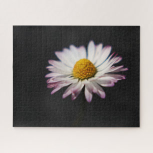 Puzzle Commune Daisy 16x20 520pc jpcnm