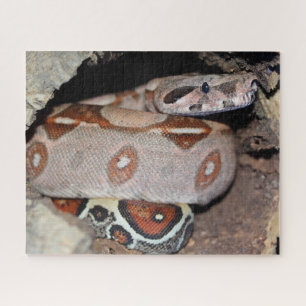 Puzzle Constricteur de la queue rouge